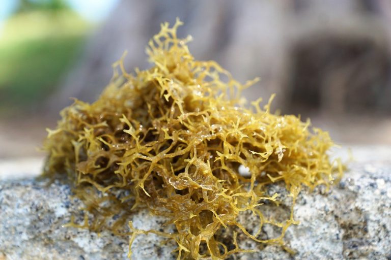 sea moss, sea moss benefits, sea moss gel, irish sea moss, benefits of sea moss