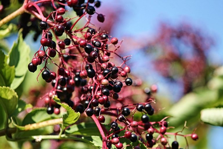 elderberry gummies