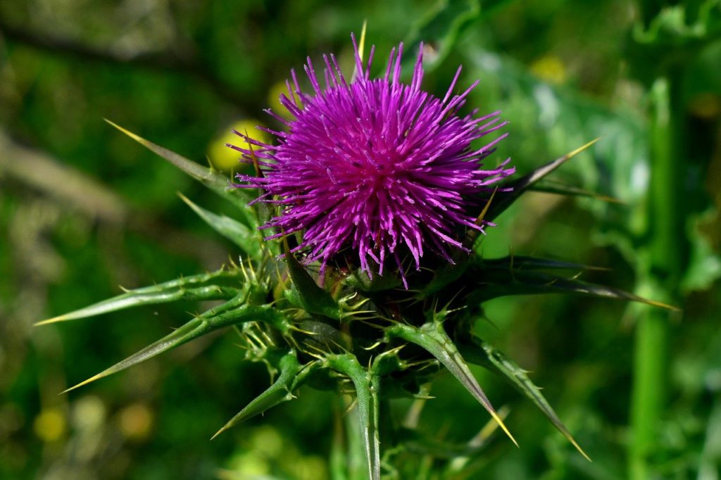 milk thistle is good for what