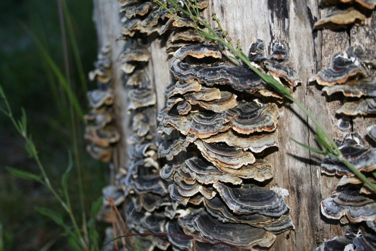 turkey tail, turkey tail mushroom, turkey tail mushroom benefits