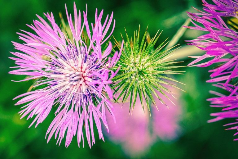 milk thistle is good for what