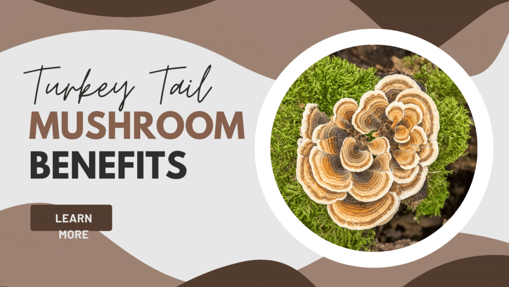 turkey tail mushroom benefits