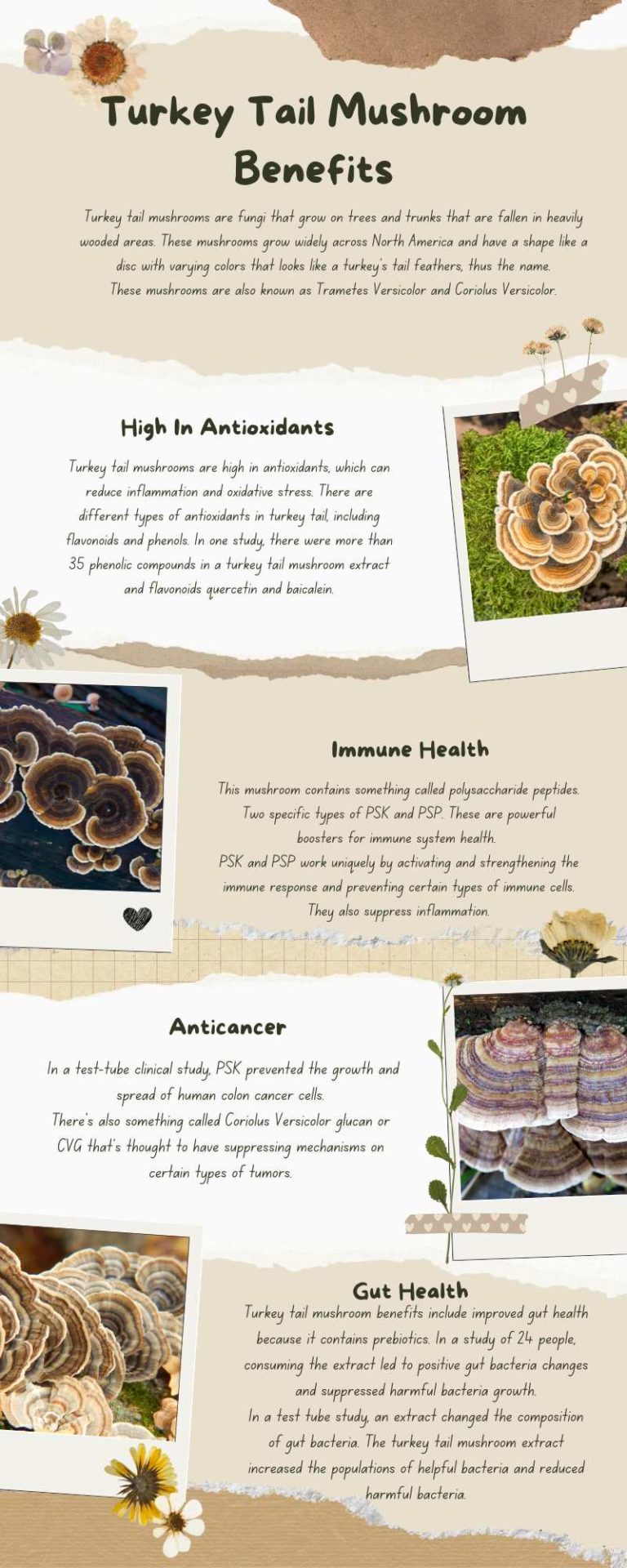 Turkey Tail Mushroom Benefits The Top Supplements