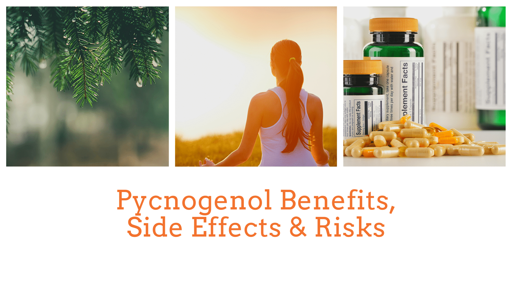 Pycnogenol & Pine Bark Extract Benefits The Top Supplements
